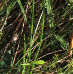 Wahlenbergia planiflora at Dry Plain, NSW - 14 Mar 2022