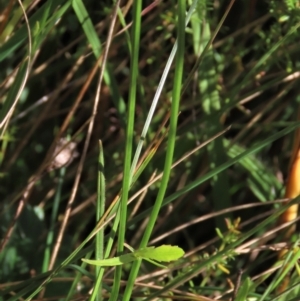 Wahlenbergia planiflora at Dry Plain, NSW - 14 Mar 2022