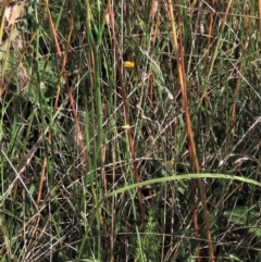 Wahlenbergia planiflora at Dry Plain, NSW - 14 Mar 2022 11:34 AM