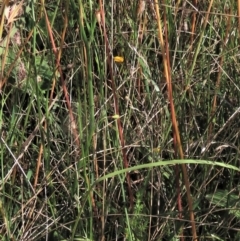Wahlenbergia planiflora at Dry Plain, NSW - 14 Mar 2022