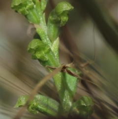 Microtis unifolia (Common Onion Orchid) at Top Hut TSR - 15 Jan 2022 by AndyRoo