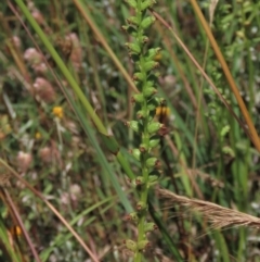 Microtis unifolia at Dry Plain, NSW - 15 Jan 2022