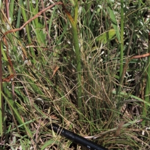 Microtis unifolia at Dry Plain, NSW - 15 Jan 2022