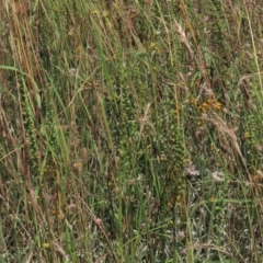 Microtis unifolia at Dry Plain, NSW - 15 Jan 2022