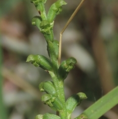 Microtis unifolia at Dry Plain, NSW - 15 Jan 2022