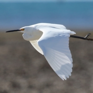 Egretta garzetta at Wellington Point, QLD - 29 Jun 2023 11:04 AM