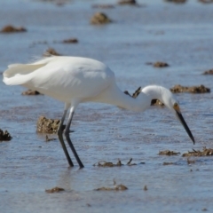 Egretta garzetta at Wellington Point, QLD - 29 Jun 2023 11:04 AM