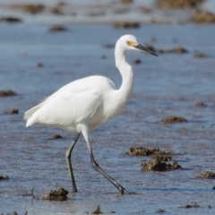 Egretta garzetta at Wellington Point, QLD - 29 Jun 2023 11:04 AM