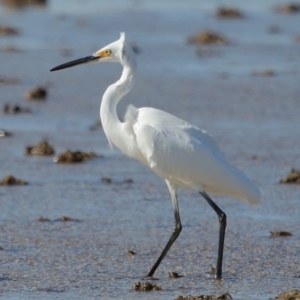 Egretta garzetta at Wellington Point, QLD - 29 Jun 2023 11:04 AM