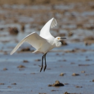 Egretta garzetta at Wellington Point, QLD - 29 Jun 2023 11:04 AM