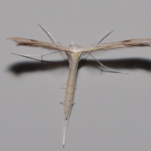 Stenoptilia zophodactylus at Wellington Point, QLD - suppressed