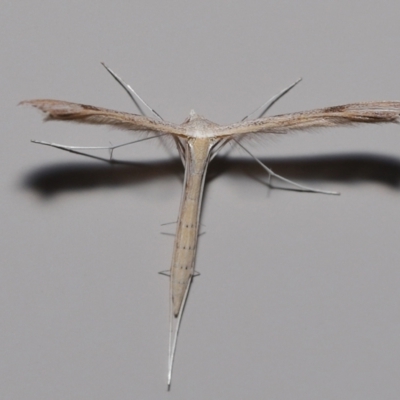 Stenoptilia zophodactylus (Dowdy Plume Moth) at Wellington Point, QLD - 29 Jun 2023 by TimL