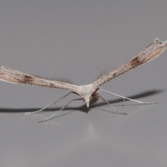 Stenoptilia zophodactylus at Wellington Point, QLD - 29 Jun 2023