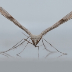 Stenoptilia zophodactylus at Wellington Point, QLD - suppressed