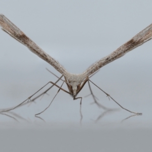 Stenoptilia zophodactylus at Wellington Point, QLD - suppressed