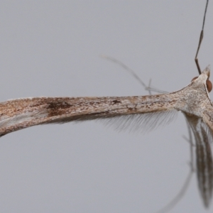 Stenoptilia zophodactylus at Wellington Point, QLD - 29 Jun 2023