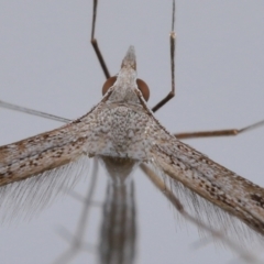 Stenoptilia zophodactylus at Wellington Point, QLD - 29 Jun 2023