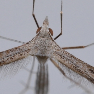 Stenoptilia zophodactylus at Wellington Point, QLD - suppressed