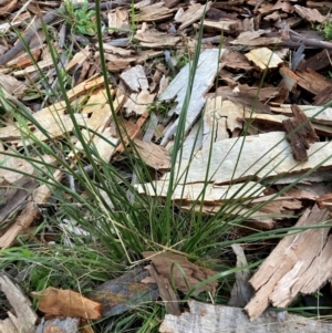 Lepidosperma laterale at Watson, ACT - 30 Jun 2023