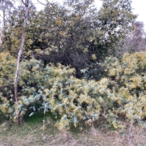 Acacia baileyana at Watson, ACT - 30 Jun 2023 04:54 PM