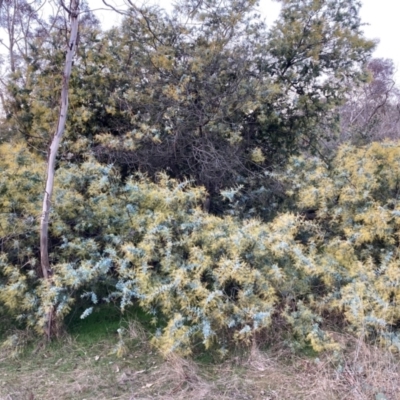 Acacia baileyana (Cootamundra Wattle, Golden Mimosa) at Watson, ACT - 30 Jun 2023 by waltraud