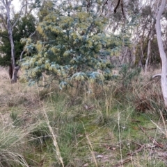 Acacia baileyana (Cootamundra Wattle, Golden Mimosa) at Watson, ACT - 30 Jun 2023 by waltraud