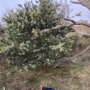 Acacia baileyana at Watson, ACT - 30 Jun 2023 05:20 PM