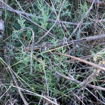 Hesperocyparis arizonica (Arizona Cypress) at Watson, ACT - 13 Jul 2023 by waltraud