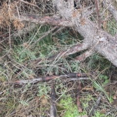 Cupressus arizonica at Watson, ACT - 13 Jul 2023 09:27 AM