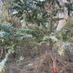 Acacia baileyana (Cootamundra Wattle, Golden Mimosa) at Mount Majura - 30 Jun 2023 by waltraud