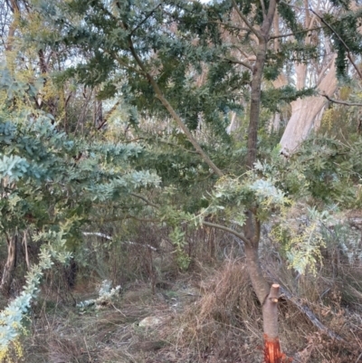 Acacia baileyana (Cootamundra Wattle, Golden Mimosa) at Mount Majura - 30 Jun 2023 by waltraud