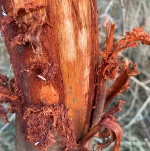 Acacia baileyana at Watson, ACT - 30 Jun 2023