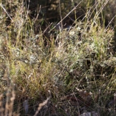 Lissanthe strigosa subsp. subulata (Peach Heath) at Forde, ACT - 30 Jun 2023 by JimL