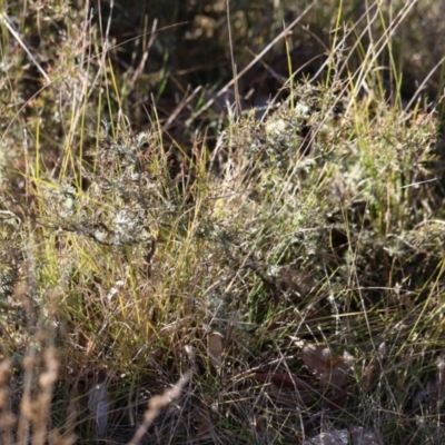 Lissanthe strigosa subsp. subulata (Peach Heath) at Mulligans Flat - 30 Jun 2023 by JimL