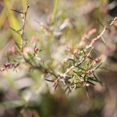 Lissanthe strigosa subsp. subulata at Forde, ACT - 1 Jul 2023