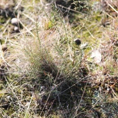 Daviesia genistifolia (Broom Bitter Pea) at Mulligans Flat - 1 Jul 2023 by JimL
