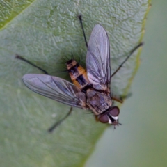 Senostoma sp. (genus) (A parasitoid tachinid fly) at Florey, ACT - 17 Jun 2023 by KorinneM