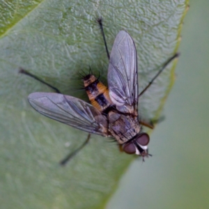 Senostoma sp. (genus) at Florey, ACT - 17 Jun 2023