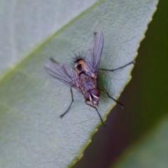 Senostoma sp. (genus) at Florey, ACT - 17 Jun 2023