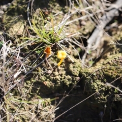 Lichenomphalia chromacea (Yellow Navel) at Mulligans Flat - 1 Jul 2023 by JimL