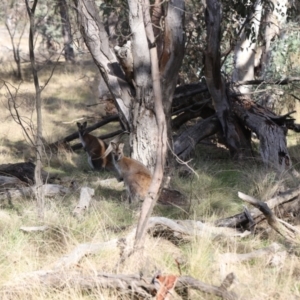 Notamacropus rufogriseus at Forde, ACT - 1 Jul 2023