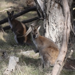 Notamacropus rufogriseus at Forde, ACT - 1 Jul 2023