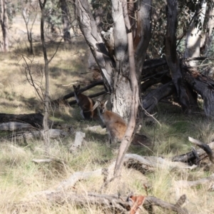 Notamacropus rufogriseus at Forde, ACT - 1 Jul 2023