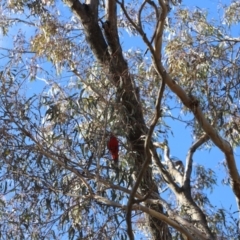 Platycercus elegans (Crimson Rosella) at Forde, ACT - 1 Jul 2023 by JimL