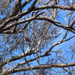 Platycercus elegans at Forde, ACT - 1 Jul 2023 10:42 AM