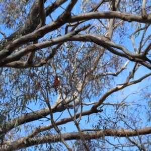 Platycercus elegans at Forde, ACT - 1 Jul 2023 10:42 AM