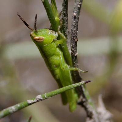 Caledia captiva (grasshopper) at Gigerline Nature Reserve - 27 Dec 2022 by KorinneM