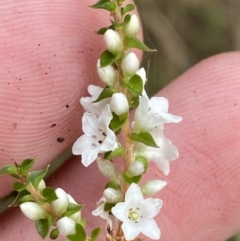 Epacris microphylla (Coral Heath) at Mongarlowe River - 27 Jun 2023 by Tapirlord