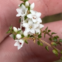 Epacris microphylla at Mongarlowe, NSW - suppressed