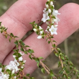 Epacris microphylla at Mongarlowe, NSW - 27 Jun 2023